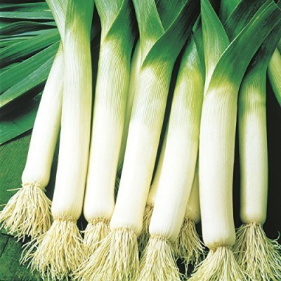 VibeX ™ XL-1128-Herb Seeds Leek Organic For Gardening/Improved-250 x Seeds Seed(250 per packet)