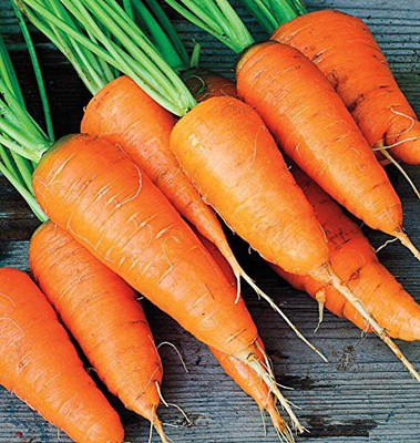 VibeX ® XL-223-Carrot Vegetable Seeds-90 x Seeds Seed(90 per packet)