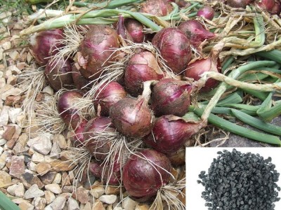 MKR Enterprises Onion Seed(125 per packet)