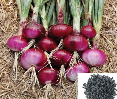 VibeX ™ XL-438-Allium Cepa Red Onion Seeds-250 x Seeds Seed(250 per packet)