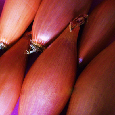 VibeX Onion Seeds Seed(175 per packet)