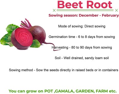 VibeX ® XL-341-High Yield Detroit Dark Red Beetroot Seeds-30 x Seeds Seed(30 per packet)