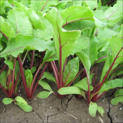 CRGO BEETROOT , CHUKANDAR Seed(250 per packet)