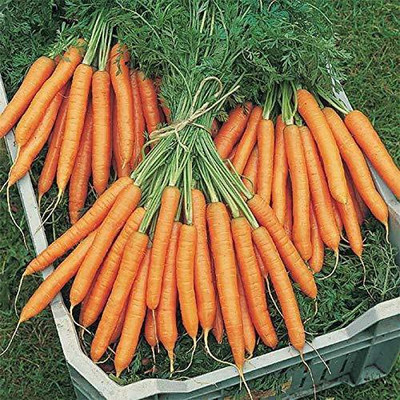 DROXTY ™ XL-674-CARROT SEED (GAJAR)-100 x Seeds Seed(100 per packet)