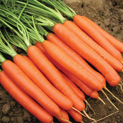 VibeX ® XL-397-Carrot Nantes Imported Seeds-200 x Seeds Seed(200 per packet)