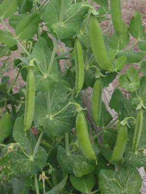 VibeX XL-104-GREENS Vegetable Seeds Garden Pea Matar -120 Seeds Seed(120 per packet)