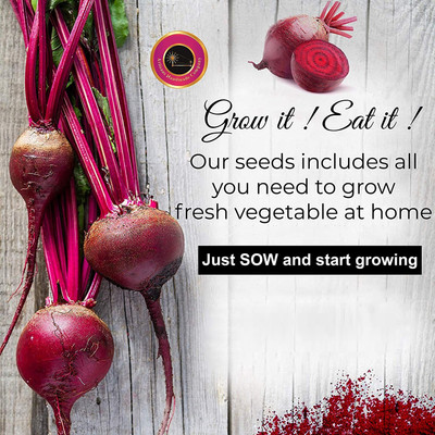 ActrovaX Beetroot Ruby Queen [1000 Seeds] Seed(1000 per packet)