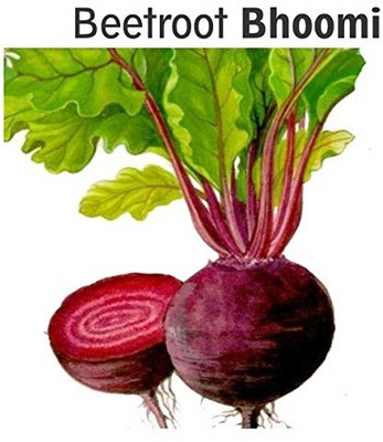 CRGO BEETROOT , CHUKANDAR Seed(100 per packet)