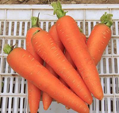 VibeX ™ XL-518-Baby Carrot Kuroda Max Imported-200 x Seeds Seed(200 per packet)