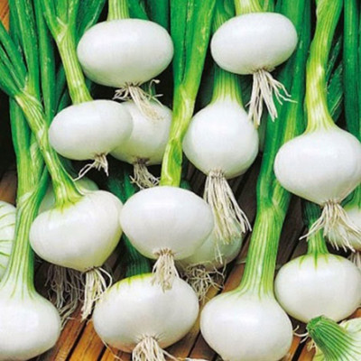 MKR Enterprises Onion Seed(150 per packet)