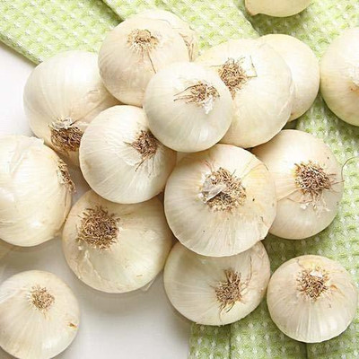 ENINE White Onion Seed(500 per packet)