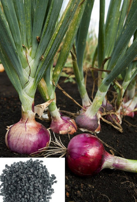 VibeX ® XL-475-Seeds of High Yield Red Onion Hybrid Allium Cepa-150 x Seeds Seed(150 per packet)
