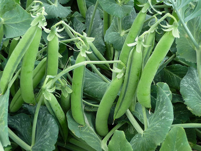 VibeX Peas Seed(175 per packet)
