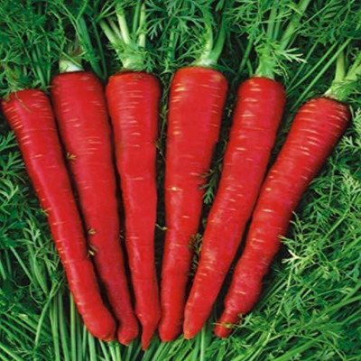 VibeX ® XL-485-Organic Desi Red Long Carrot Seeds-100 x Seeds Seed(100 per packet)
