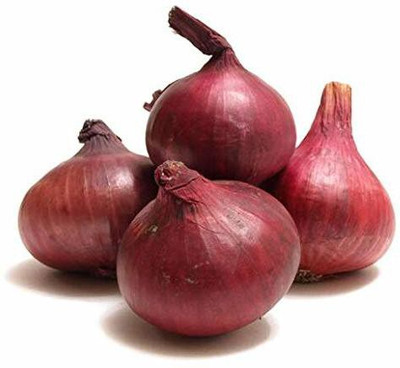 VibeX ® XL-799-Dark Red Nasik Onion Seeds-600 x Seeds Seed(600 per packet)