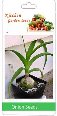 ActrovaX ONION Seed(1000 per packet)