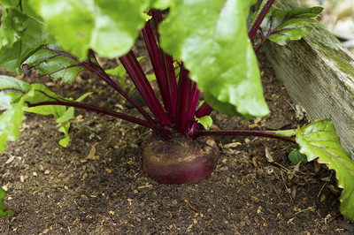 VibeX ™ XL-84-Fast Germination Organic Vegetable Seeds - Beet Root-80 x Seeds Seed(80 per packet)