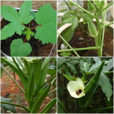 Sjeme Lady Finger Louisiana Green Velvet Bhindi / Lady Finger Seeds- 180 Seed(180 per packet)