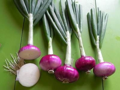 VibeX ™ XL-904-Farm™ Onion Seeds Organic-100 x Seeds Seed(100 per packet)