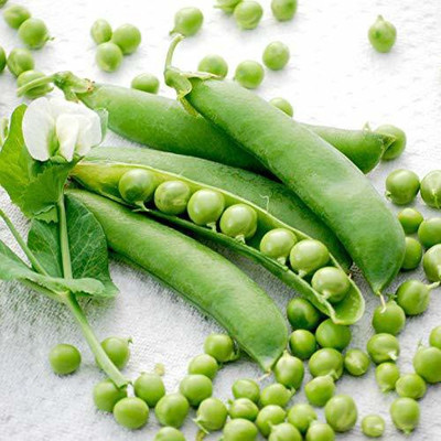 TRICONE Matar Seed(50 per packet)