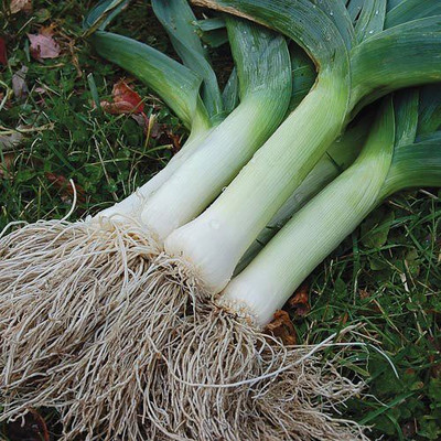 MKR Enterprises Onion Seed(250 per packet)