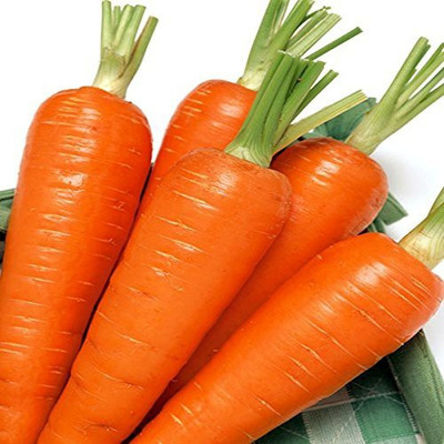 VibeX XL-55-Carrot Kuroda Seeds with Agro-100 x Seeds Seed(100 per packet)