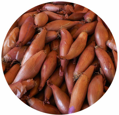 VibeX ™ XL-636-Shallot red Onion Vegetable Seeds-150 x Seeds Seed(150 per packet)