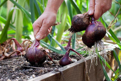 VibeX ™ XL-74-Hybrid Onion Seeds-120 x Seeds Seed(120 per packet)