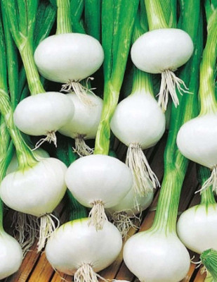 CYBEXIS Hybrid White Onion2000 Seeds Seed(2000 per packet)