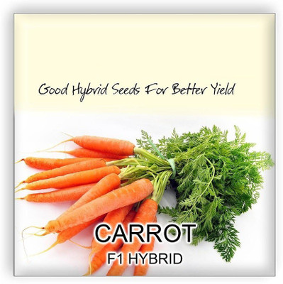 VibeX ™ XL-438-F1 Hybrid Carrot Imported Premium Vegetable Seeds-250 x Seeds Seed(250 per packet)