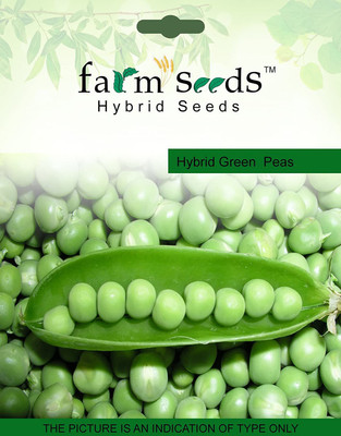 TRICONE Matar Seed(50 per packet)