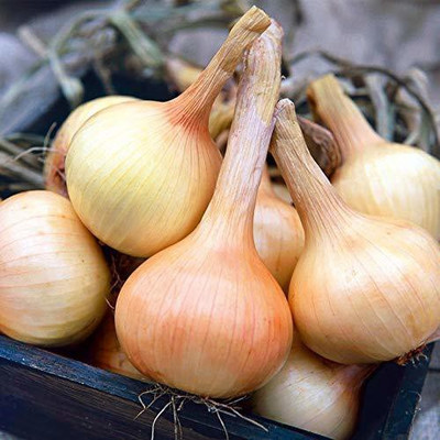 VibeX ® XL-939-Onion/Kanda Seeds (Orange) Seeds-500 x Seeds Seed(500 per packet)