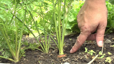 CRGO CARROT , GAJAR Seed(250 per packet)