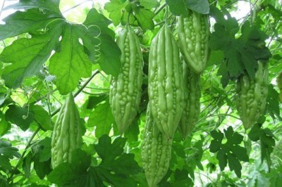 sporos Bitter Gourd Seed(25 per packet)