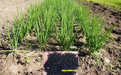 VibeX ® XL-293-Seeds of Shallots Hybrid Small Onion-60 x Seeds Seed(60 per packet)