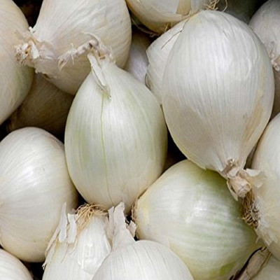 VibeX ® XL-545-Garden Spring Onion seed-100 x Seeds Seed(100 per packet)