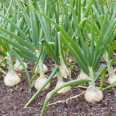 ActrovaX White Onion Vegetable For Growing [500 Seeds] Seed(500 per packet)