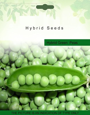 VibeX Sweet Pea Seed(100 per packet)