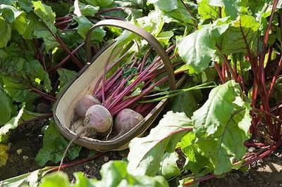 sporos Beetroot Seed(30 per packet)