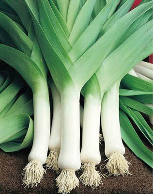 MKR Enterprises Onion Seed(150 per packet)