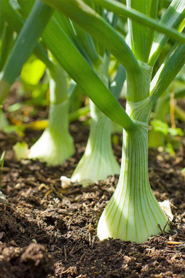 VibeX Onion Seed(175 per packet)