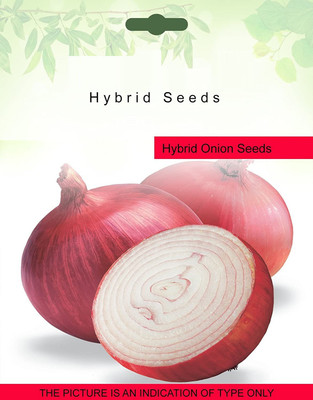 MKR Enterprises Onion Seed(125 per packet)