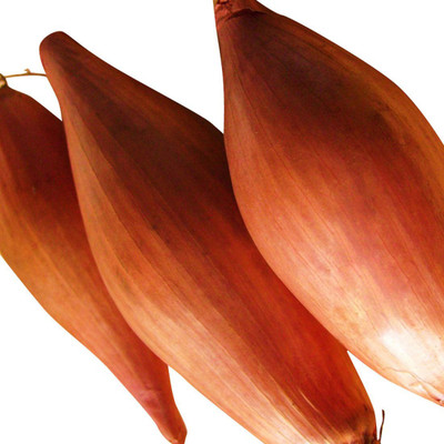 Qualtivate ® Fast Grow Mini Onion Shallot Seeds-100 Seed Seed(100 per packet)