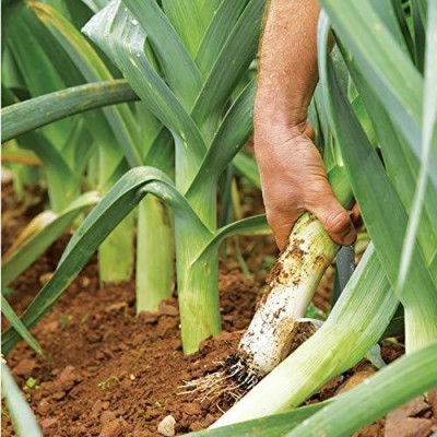 KANAYA Green Onion Seeds For Home Kitchen Gardening Seed(25 per packet)