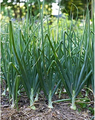 VibeX SPRING ONION, ONION Seed(100 per packet)