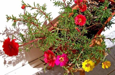 VibeX TLX-41 - Portulaca Flower Mix Flower Perennial Garden Organic - (300 Seeds) Seed(300 per packet)