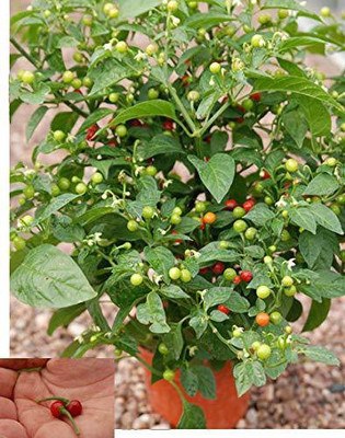 Biosnyg Chilly Seed(1000 per packet)
