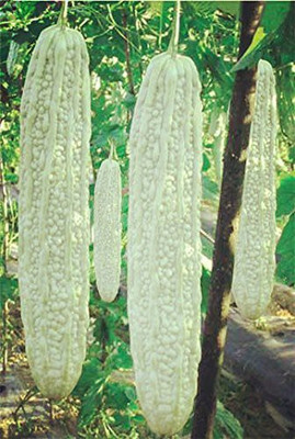 CYBEXIS NBIR-25 - Bitter Gourd White Long - (300 Seeds) Seed(300 per packet)