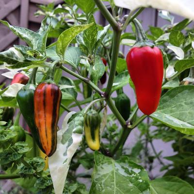 Earth Angels Chilli Seed(100 per packet)