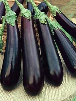 Earth Angels Brinjal Black Beauty Hybrid Seeds for Home Garden 100 seeds Seed(100 per packet)